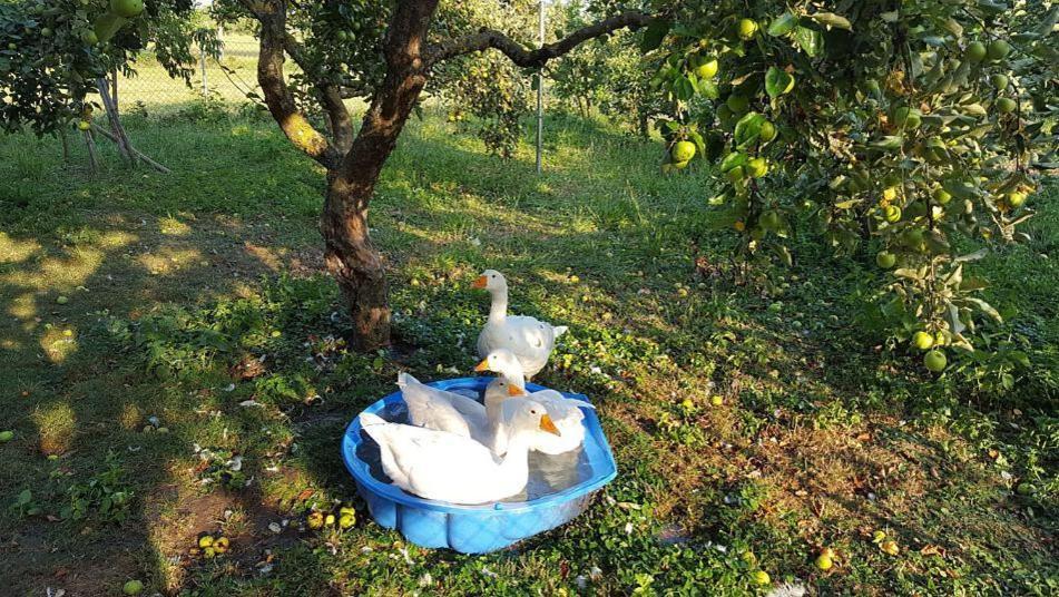 Bed And Breakfast - Die Aelplersuit Fuer Backpackers Im Berghuesli Linthal 외부 사진